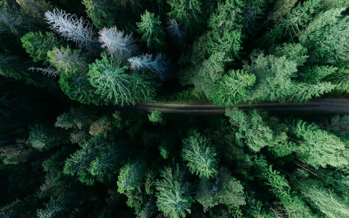 An aerial view of a dense pine forest crossed by a dirt road.